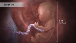 Fetus at Week 16 of Pregnancy