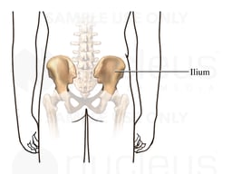 The Ilium: Posterior (Back) View