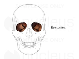 Eye Sockets