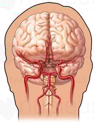 Cerebral Arteries - Anterior (Front) View