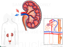 Anatomy of the Kidney