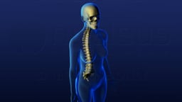 Skull and Spine Orientation - Female Version