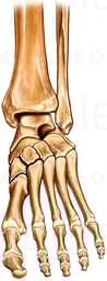 Foot and Ankle Bones, Anterior View