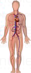 Cardiovascular System Anatomy