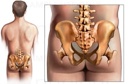Anatomy of the Hip and Sacroiliac Region