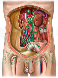 Lymph Vessels and Nodes of Posterior Abdominal Wall and Penis