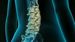 Lumbar and Cervical Vertebrae