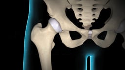 Hip Joint