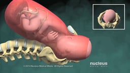 Childbirth: Normal Vaginal Delivery with Pelvic Outlet View