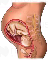 Pregnancy: Third Trimester