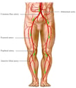 Blood Flow from the Aorta - Artery Circulation of the Legs