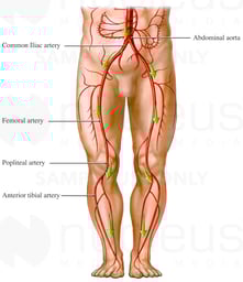 Blood Flow from the Aorta - Artery Circulation of the Legs