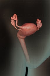 Week 01 - Woman's Body Prepares for Fertilization