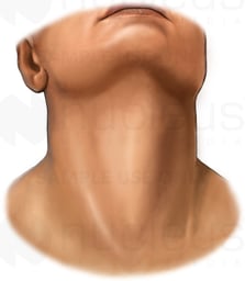 Male Neck Orientation - Anterior (Front) View