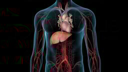 Cardiovascular System with Heart and Liver