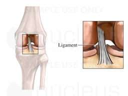 Posterior Cruciate Ligament