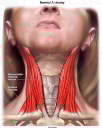 Neck Anatomy