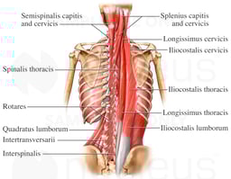 Deep Muscles of the Back