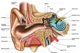 Complex Anatomy of the Ear