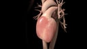 Heart Failure Overview - Basic