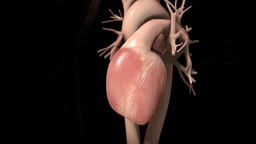 Heart Failure Overview - Basic