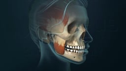 Temporomandibular Joint (TMJ) and Jaw Movement