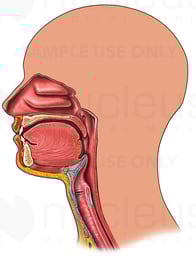 Head and Neck with Nose, Mouth and Throat
