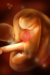 Week 05 in Fetal Development - Embryo Taking Shape