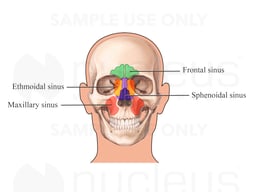 Paranasal Sinuses