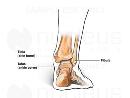 Posterior (Back) View of Ankle