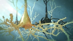 Mild Traumatic Brain Injury