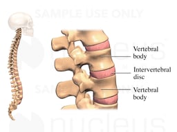 Intervertebral Disc