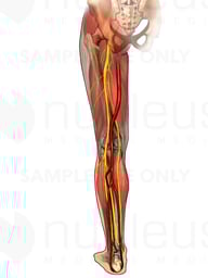 Muscles and Nerves of the Thigh and Lower Leg, Posterior View