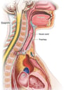 Anatomy of the Head and Neck