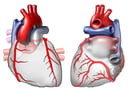 Heart Anatomy - Coronary Arteries