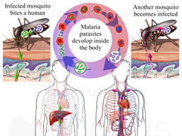 Malaria - Spread of Infection by Mosquitoes