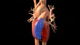 Understanding Basic Blood Pressure Control