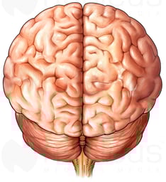 Brain, Posterior View