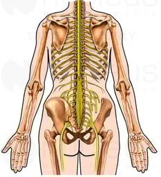 Figure with Skeleton and Spinal Nerves