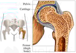 Healthy Hip Joint