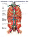 Lymph Nodes of the Posterior Thoracic and Abdominal Walls