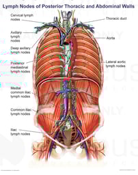 Lymph Nodes of the Posterior Thoracic and Abdominal Walls