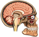 Skull with Brain and Eye, Cut-Away View