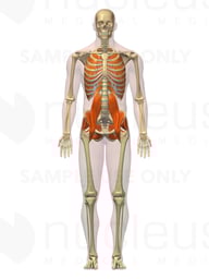 Anatomy of the Deep Muscular System, 3D Anterior Male