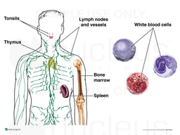 Components of the Immune System