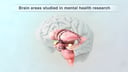 Key Brain Region in Mental Health Research: the Amygdala