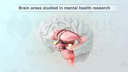 Key Brain Region in Mental Health Research: the Amygdala