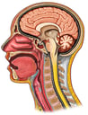 Cut-away View of Head