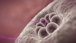 Viral Genetic Material Entering Nucleus of Host Cell