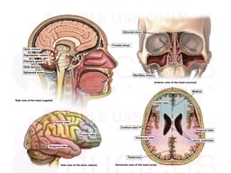 Head Anatomy